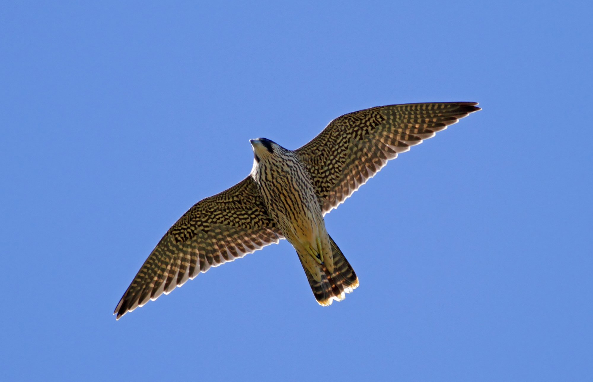 vista a un halcón peregrino en vuelo