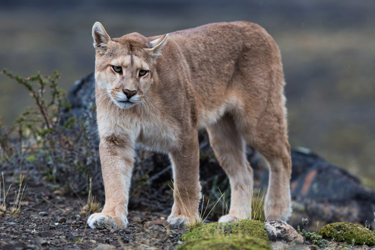 vista a un puma