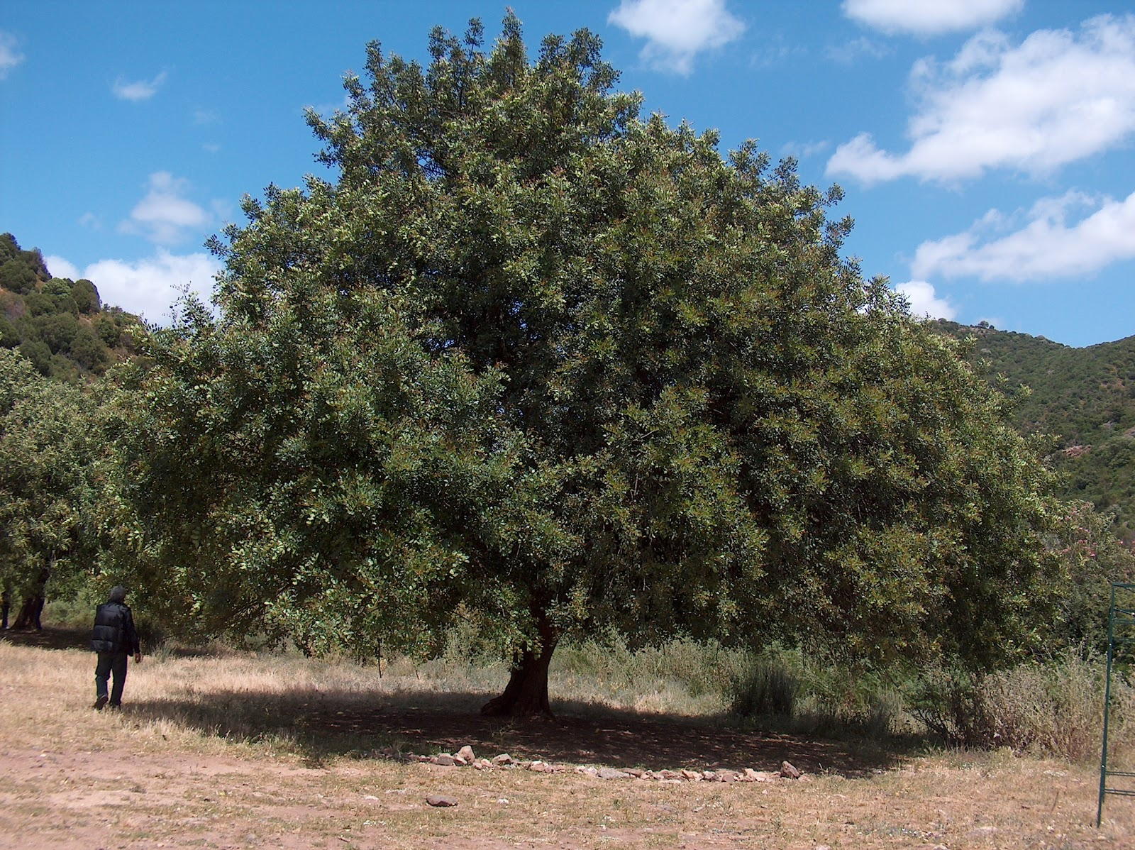 vista al árbol de Algarrobo