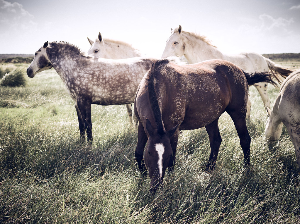 vista a dos caballos salvajes pastando en Merlo