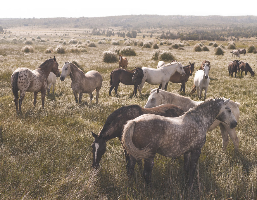 vista a dos caballos salvajes pastando en Merlo