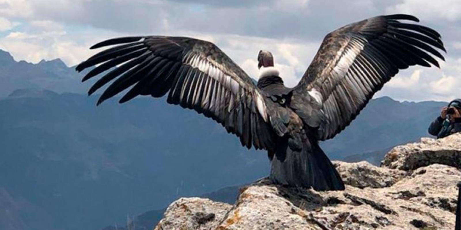 vista a un cóndor desplegando las alas