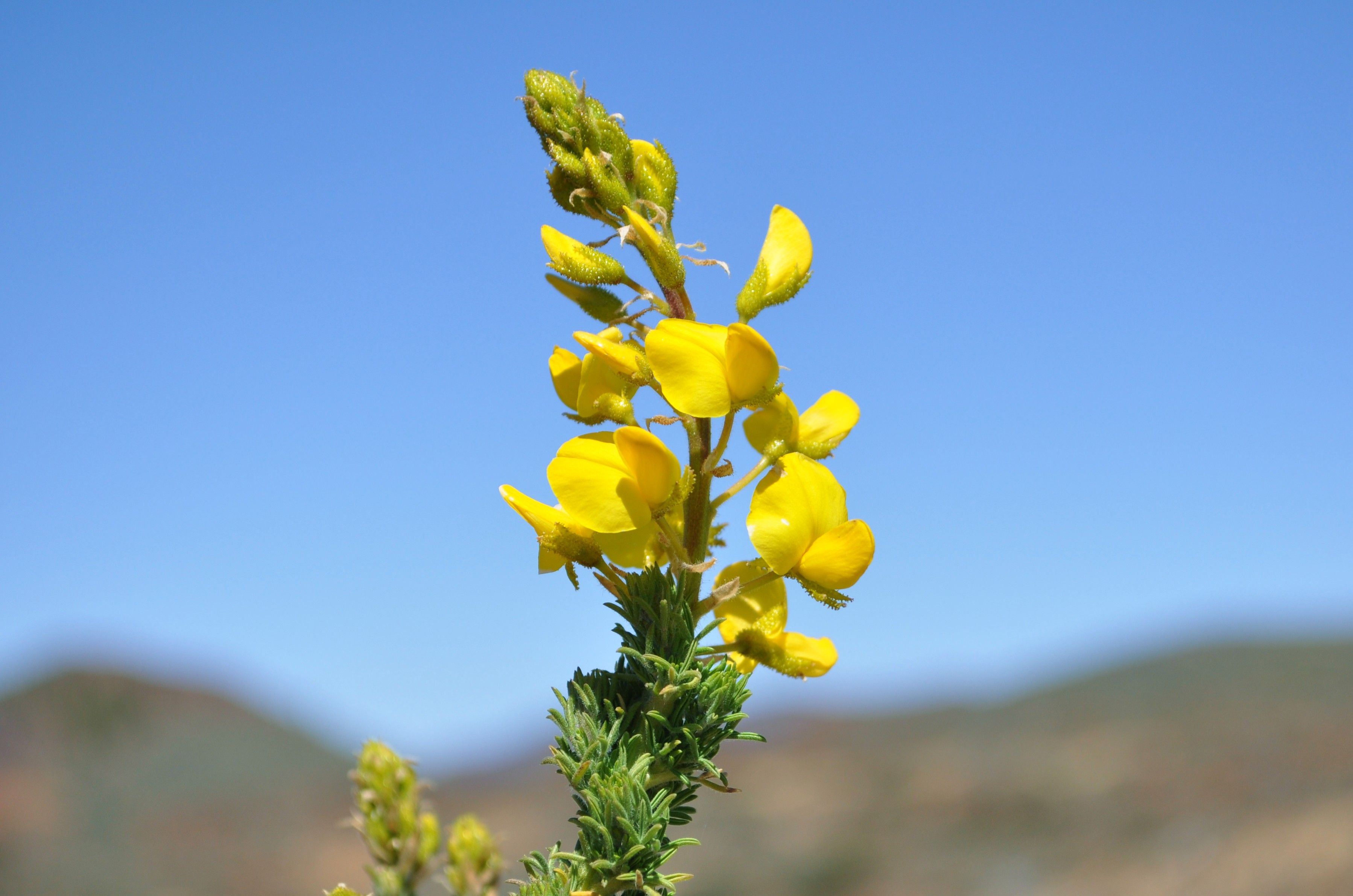 vista a la flor de Retama