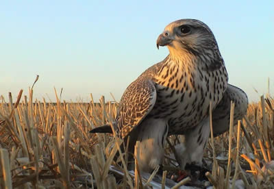 vista a un halcón peregrino parado en el campo
