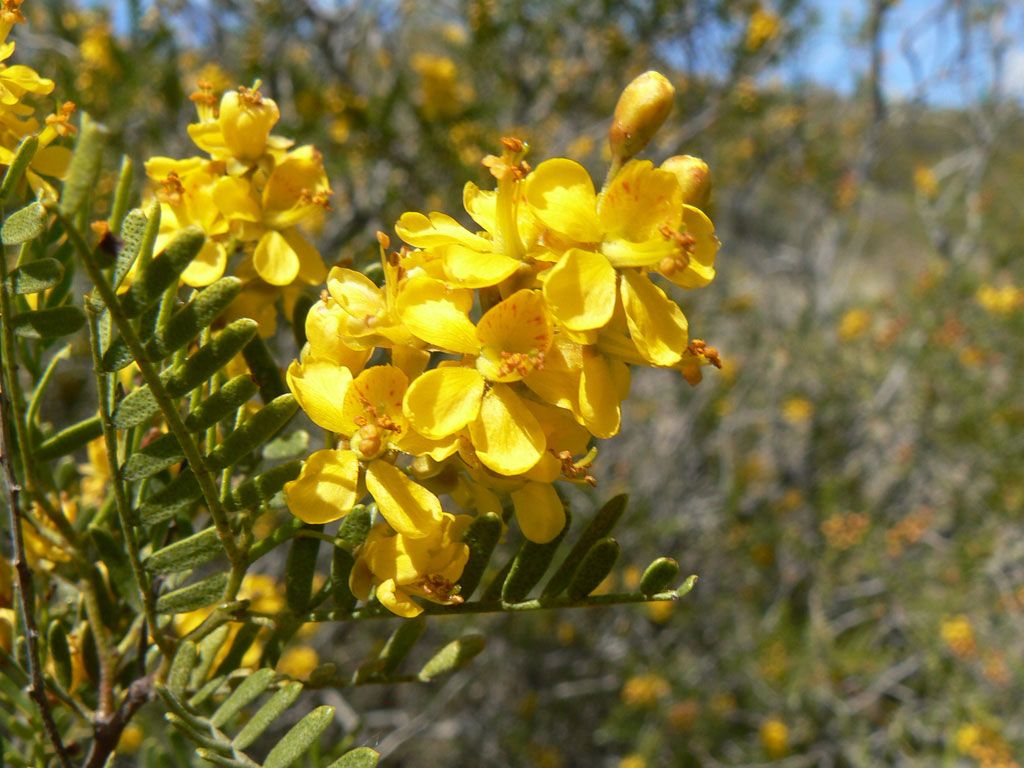 vista la flor de Jarilla
