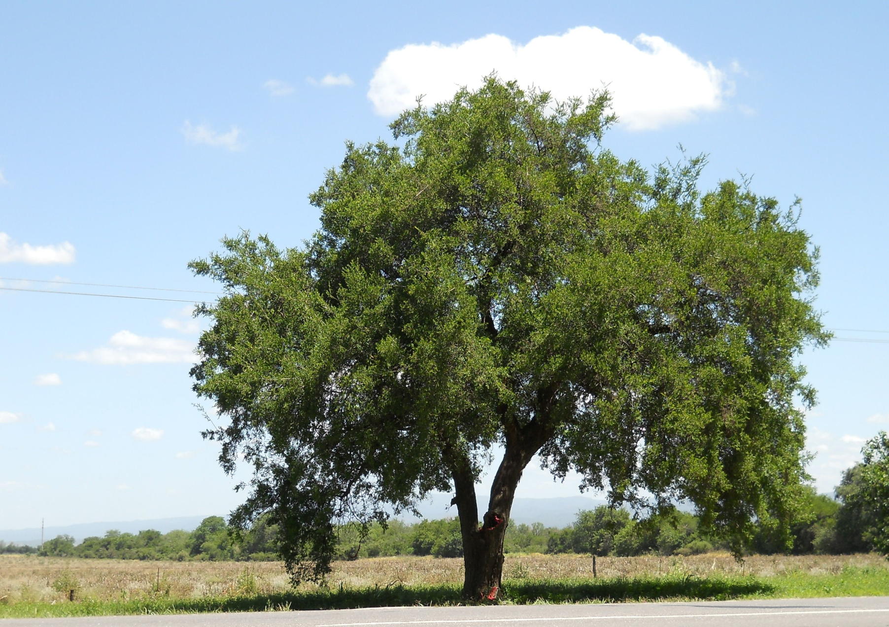 vista al árbol de Quebracho