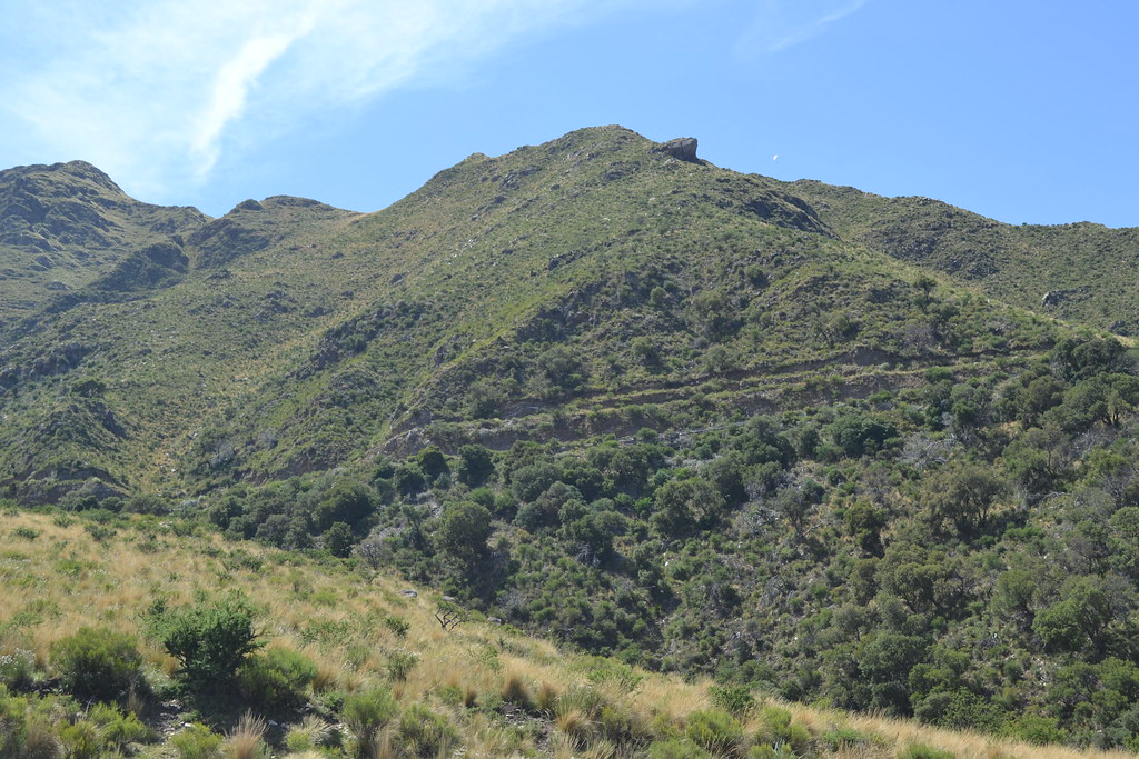 árboles, montañas y cielo despejado, Merlo